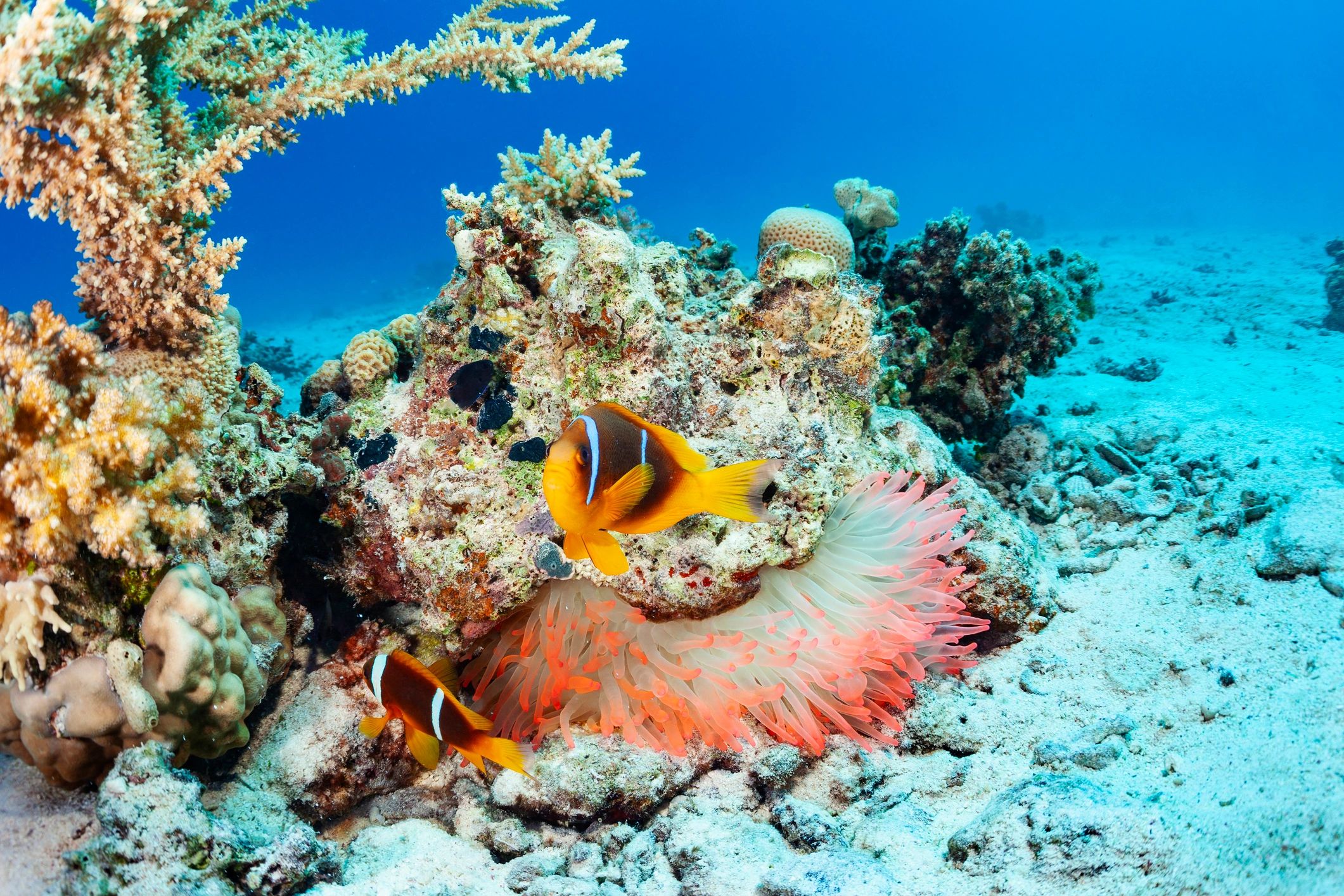 Underwater coral reef scene with clownfish