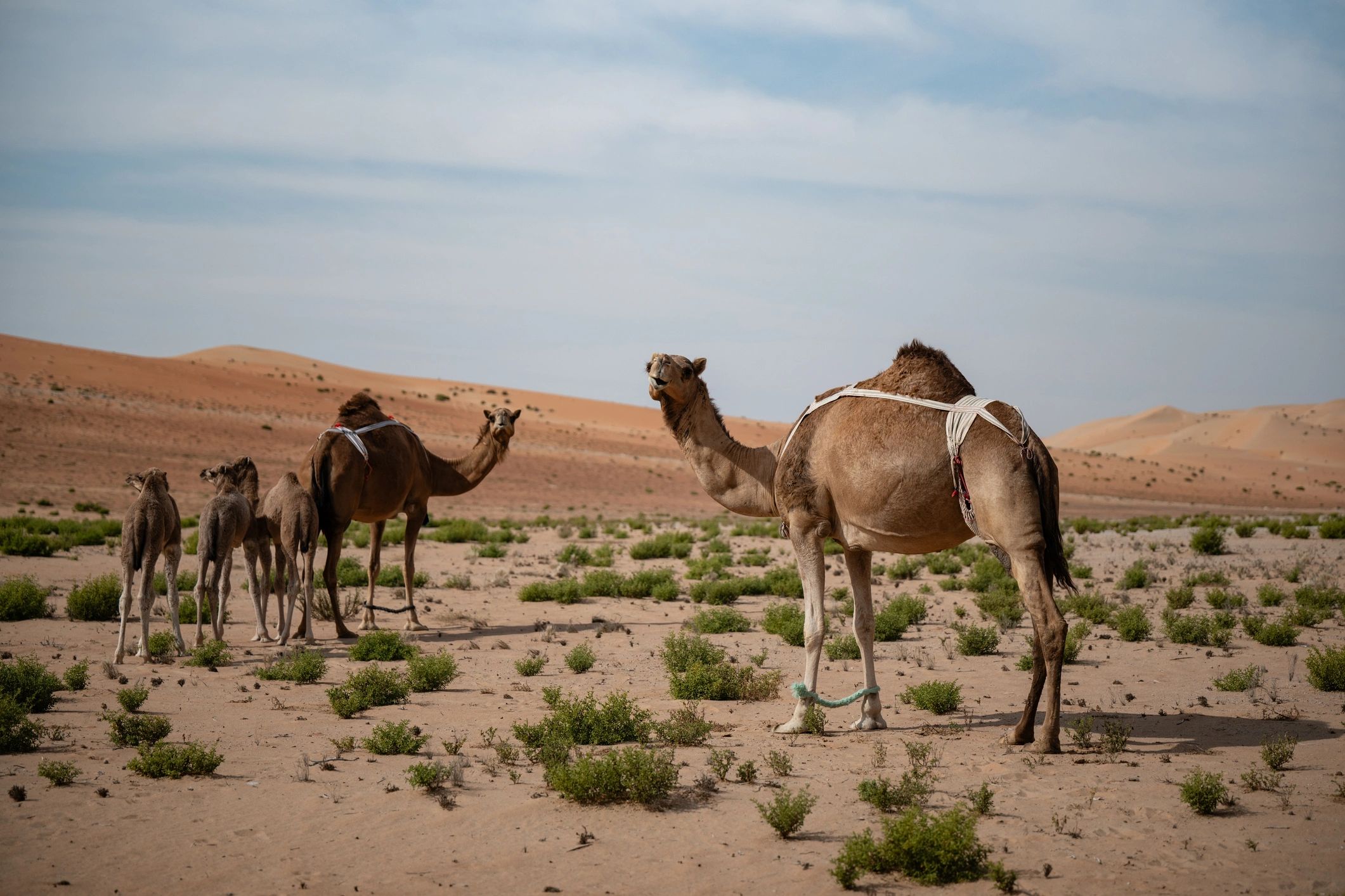 Camels walking across a desert landscape